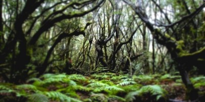 el-bosque-de-el-cedro-la-gomera