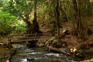 el-bosque-del-cedro-gomera