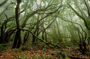 el-bosque-del-cedro-garajonay