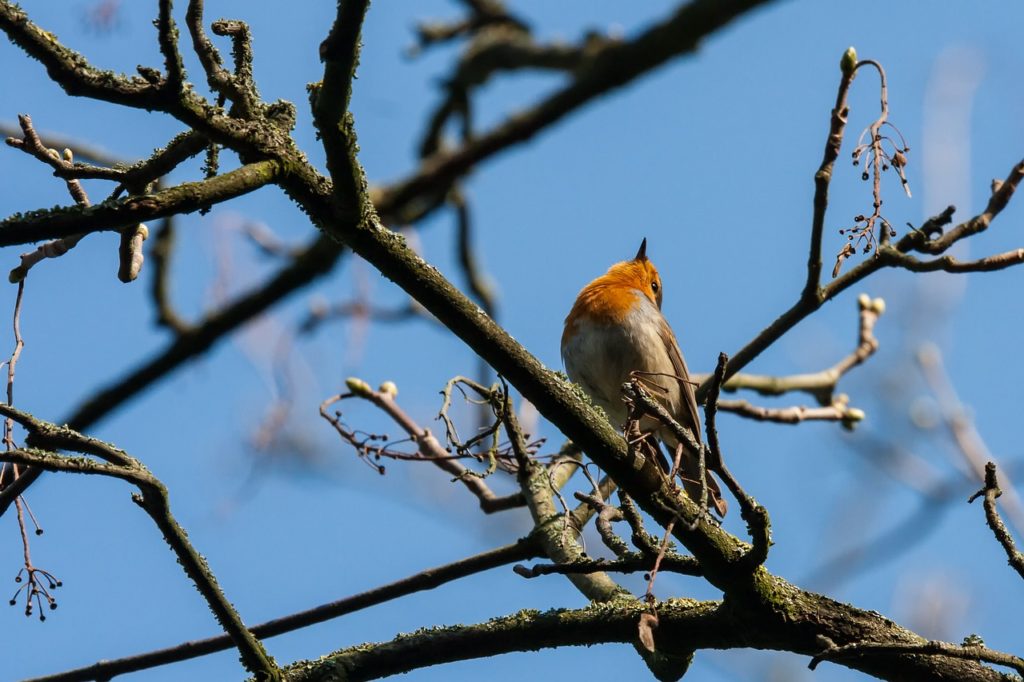 Petirrojo_europeo _Erithacus_rubecula