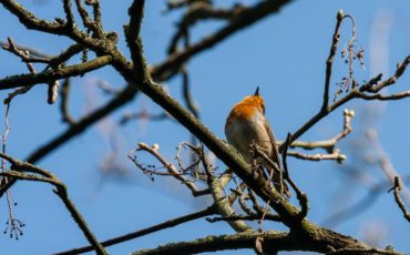 Petirrojo_europeo _Erithacus_rubecula