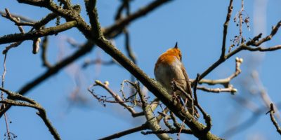 Petirrojo_europeo _Erithacus_rubecula