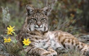 lince-iberico