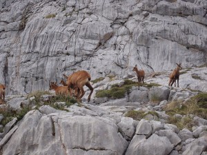 rebecos-picos-de-europa