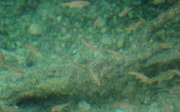 matarranya-les-gubies-de-parrissal