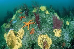 arque Nacional Marítimo-Terrestre de las Islas Atlánticas de Galicia