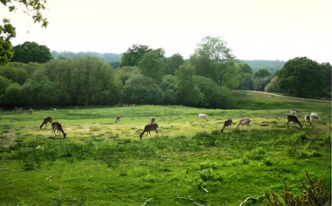 parque-natural-inglaterra-new-forest