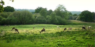 parque-natural-inglaterra-new-forest