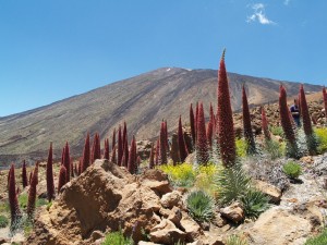 flora-parque-nacional-teide