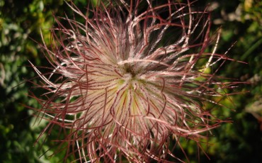 pulsatilla_alpina