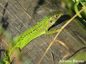 lagarto-verde-hembra