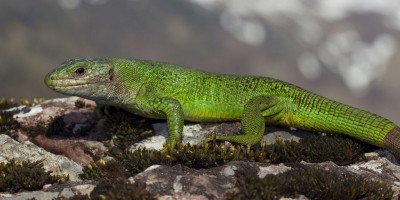lagarto-verde