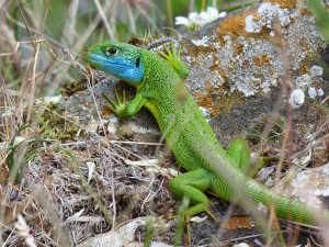 lagarto-verde