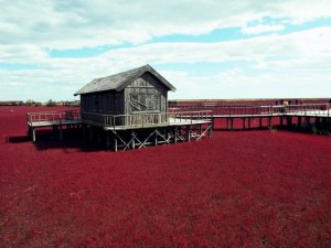 playa_roja_de_panjin_china