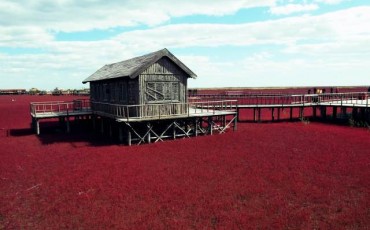 playa_roja_de_panjin_china