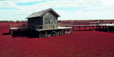 playa_roja_de_panjin_china