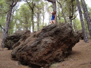 bosque-pino-canario-la-palma-hacia-cumbrecita