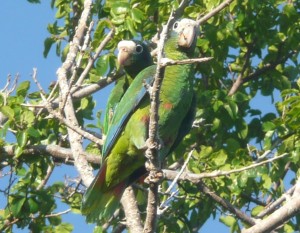 Parque_Nacional_Jaragua,_Republica_Dominicana