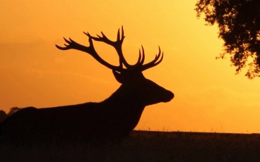 parque-natural-tajo-internacional