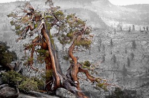 Twisted Twins of Western Juniper