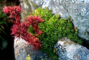 sempervivummontanum