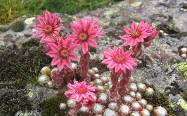 sempervivummontanum