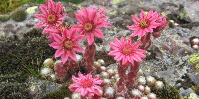 sempervivummontanum