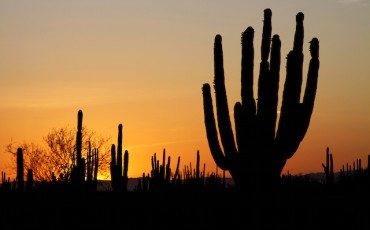 desierto_de_sonora