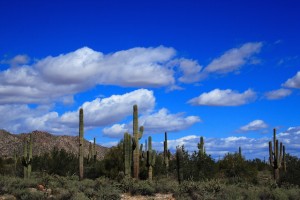 Sonoran_desert