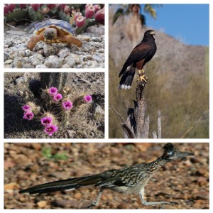 fauna_y_flora_desierto_sonora