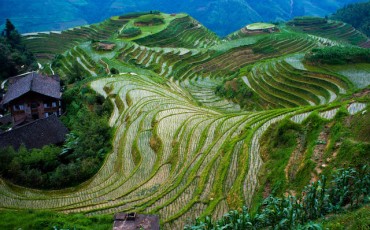 LongshengRiceTerrace