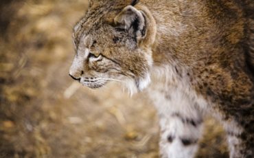 lince_iberico