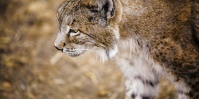 lince_iberico