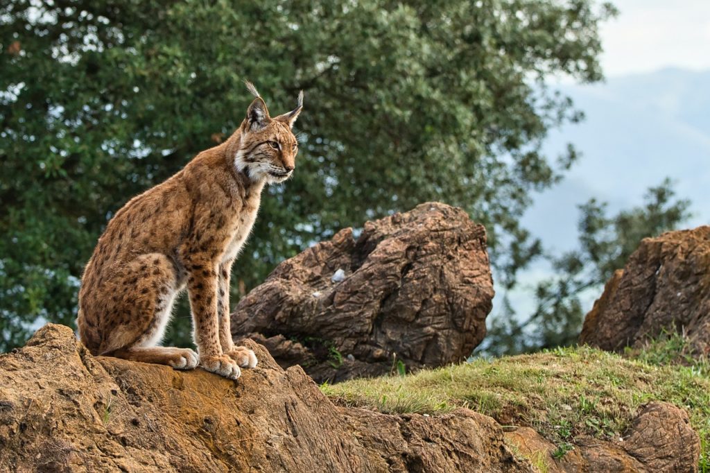 lince_iberico