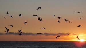 observacion-aves-tarifa