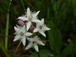 menyanthes-trifoliata