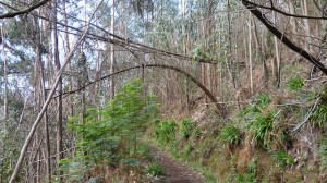 Levada_Madeira