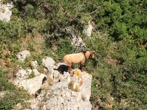 via-ferrata-serra-del-mestral