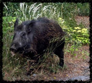 fauna-muntanyes-de-prades