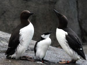 arao-comun-Reserva-Natural-das-Berlengas-portugal