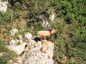 rutas-senderismo-muntanyes-vendellos