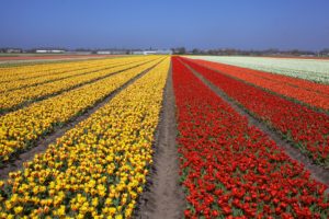 Keukenhof-ruta-de-los-tulipanes