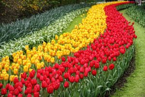 ruta-de-los-tulipanes-holanda