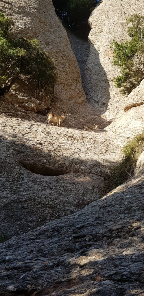 rutas-por-montserrat