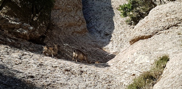 rutas-por-montserrat