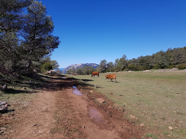 cogullo-de-turp