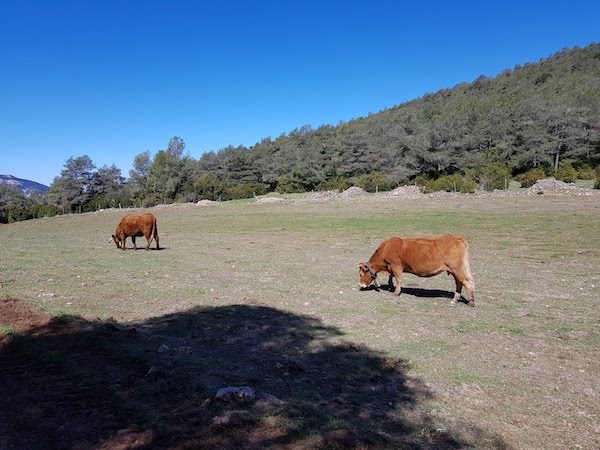 cogullo-de-turp