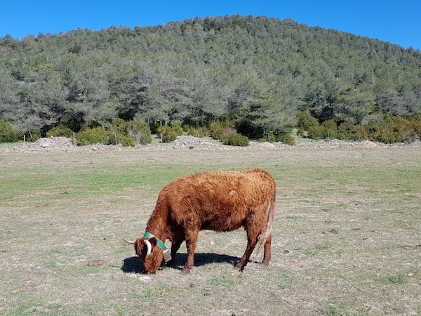 cogullo-de-turp