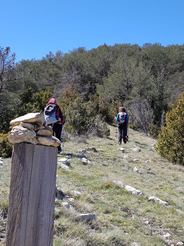 cogullo-de-turp