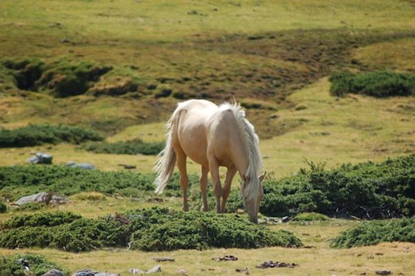 caballo